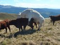 2012-09-19 15-19-56 la Banne d'Ordanche MBo